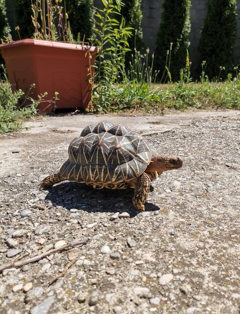 "Stuart" auf Reisen. | Foto: Plavec-Liska