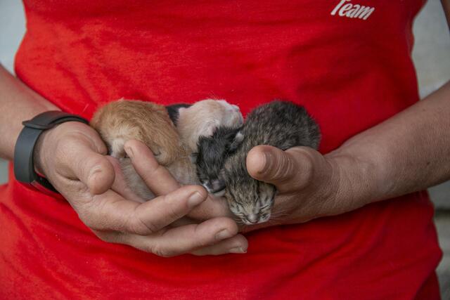 Inzwischen ist das Projekt voll angelaufen und nur in Salzburg konnten 8.000 Streunerkatzen verhindert werden. | Foto: Gut Aiderbichl
