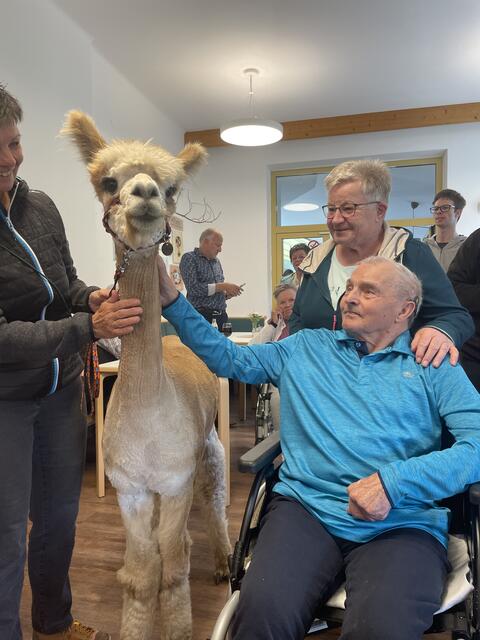 Ein ereignisreicher Nachmittag im Annaheim mit den Gschnitzer Alpakas.  | Foto: Martina Obertimpfler 