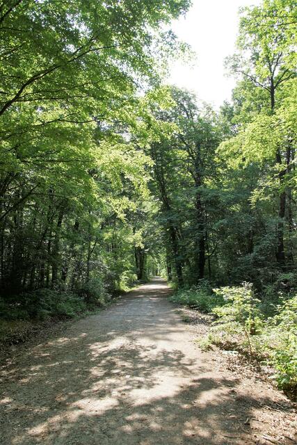 Der Maurer Wald wird als Natura-2000-Gebiet geschützt.  | Foto: A. Fischer