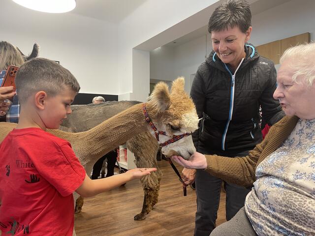 Seniorenbetreuerin Edeltraud Hilber führte Alpaka Pascolino durch den Raum. Die Bewohnerinnen und Bewohner sowie ihre Gäste fütterten und streichelten die Tiere.  | Foto: Martina Obertimpfler 