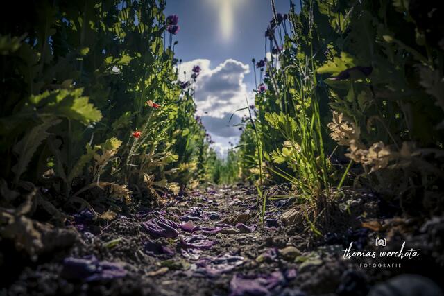 Foto: Thomas Werchota