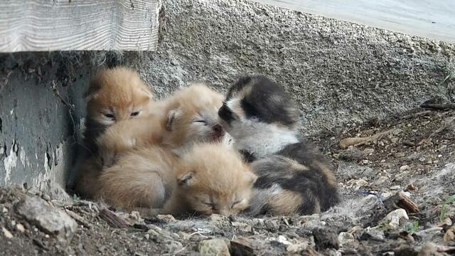 Landwirte und Privatpersonen, die Streunerkatzen sehen oder wissen, wo sich diese Tiere aufhalten, sollen diese an Gut Aiderbichl melden. | Foto: Tierhilfe FEliciTA