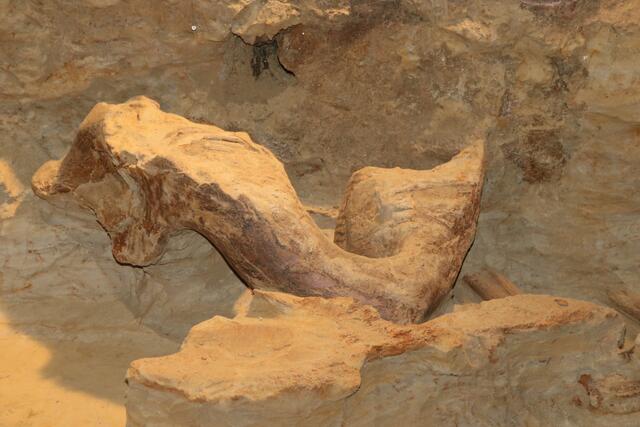 Mammut-Unterkiefer.