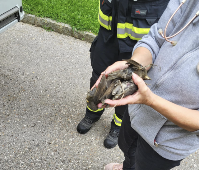 Feuerwehr barg tote Jungvögel.