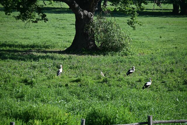 Störche auf den nahe liegenden Wiesen