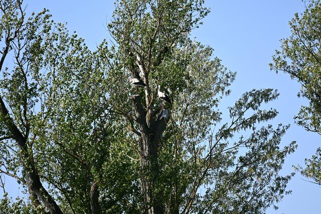 Ein Platz für ein Nest...?