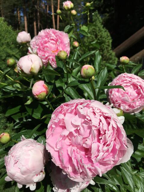 Wünsche allen meinen Lesern
wunderschöne, entspannte Pfingsttage!