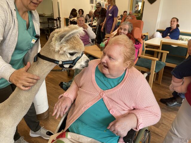 Auf Tuchfühlung mit Alpaka „Casanova" | Foto: Martina Obertimpfler 