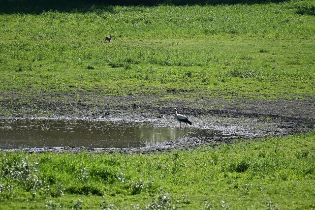 Hinten läuft auch ein Hase