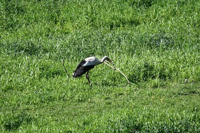Ein bisschen groß als Baumaterial zum Nest bauen
