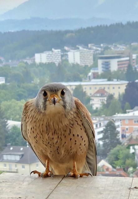 Foto: Horst Ragusch