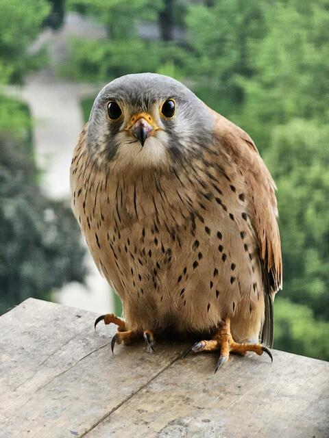 Foto: Horst Ragusch