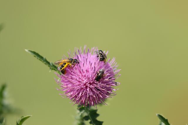 Wien ist die Wildbienenhauptstadt Österreichs mit rund 546 Arten im Bundesland. | Foto: Ferdinand Schmeller