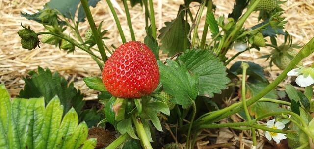 Wunderschön anzusehen und schmecken herrlich: Erdbeeren | Foto: Philipp Steinriegler