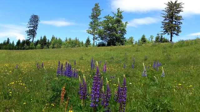 Lupinenbüte auf der Hochalm  | Foto: H.Bachinger 