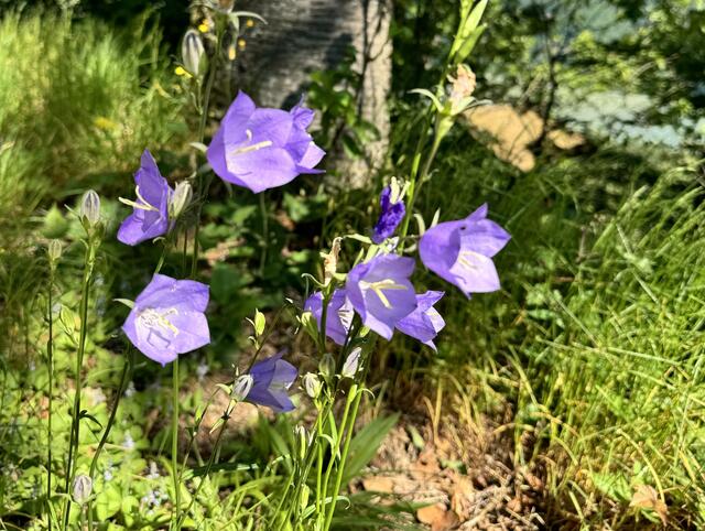 Pfirsichblättrige Glockenblume ein schöner Farbtupfer im Wald 
 | Foto: Franz Dörr