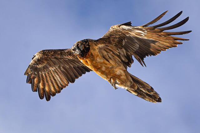 Im Alter von 8 bis 9 Jahren brüten die Greifvögel zum ersten Mal.
 | Foto: Plangger