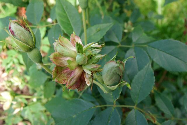 Grün blühende Rose