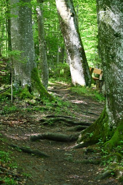 Der Wurzelweg über viele Wuzeln, nass und rutschig