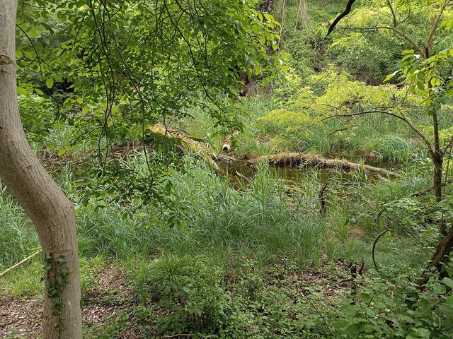 Durch den Regen gelangen Giftstoffe der Mülldeponie in den Lebensraum der Frösche und Wildtiere
