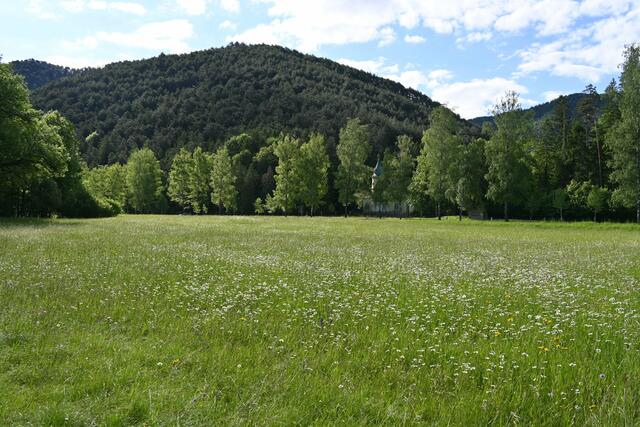 Wiese mit vielen Margeriten 