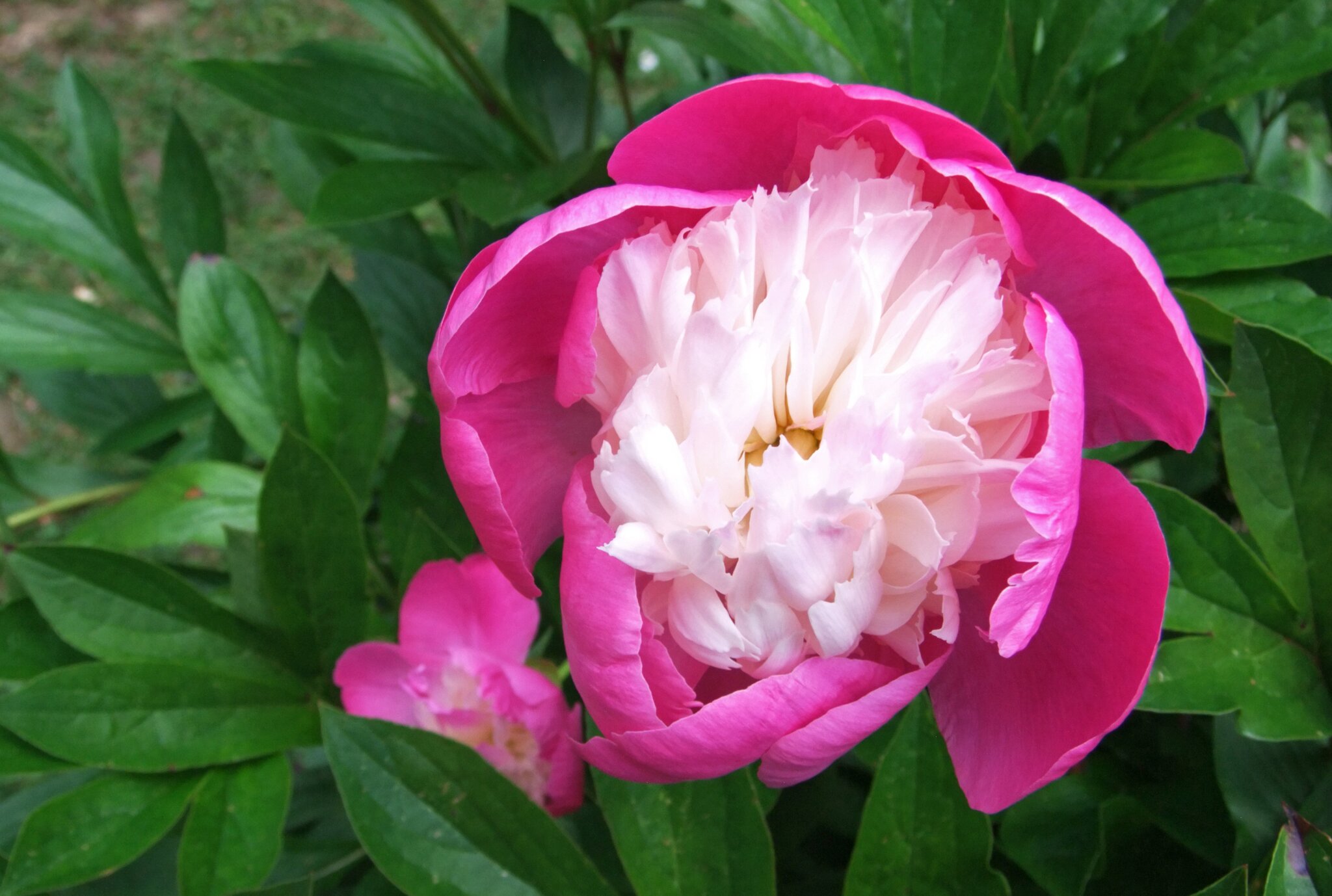 Pfingstrosen und Rosen im Botanischen Garten Eine Vielfalt an