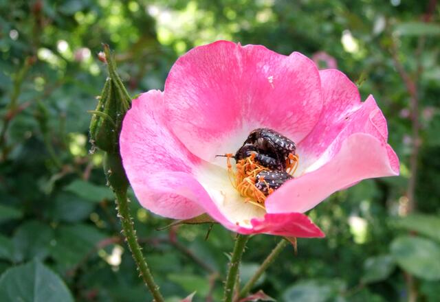 Blüte mit Trauerrosenkäfer