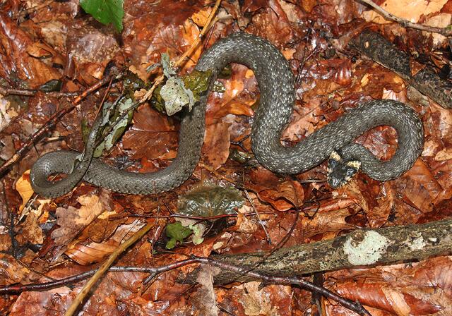 Ringelnatter, Natrix natrix. | Foto: Hans Esterbauer