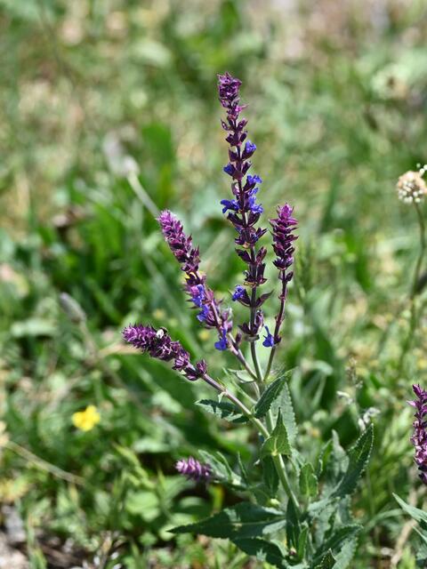 Hain= Steppen Salbei