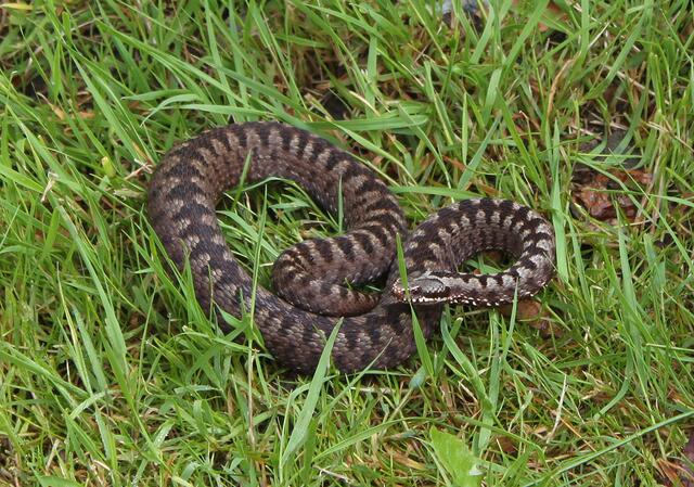 Die zu Unrecht gefürchtete Kreuzotter – Vipera berus. | Foto: Hans Esterbauer