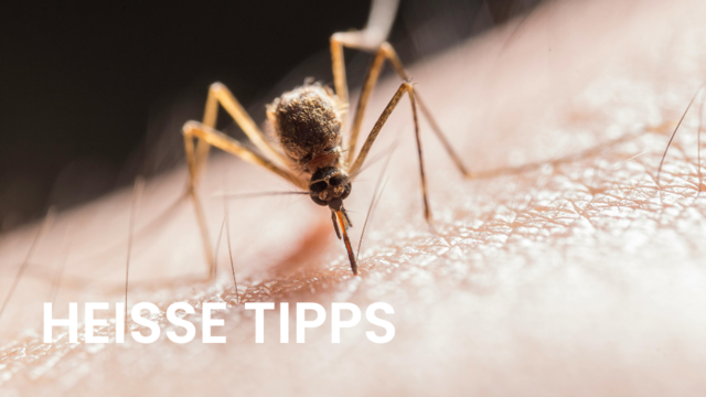 Ideale Brutbedingungen für Gelsen: Der aktuelle Mix aus Regen und warmen Temperaturen fördert die Vermehrung von Stechmücken in Österreich, wo etwa 50 verschiedene Arten beheimatet sind.
 | Foto: pexels