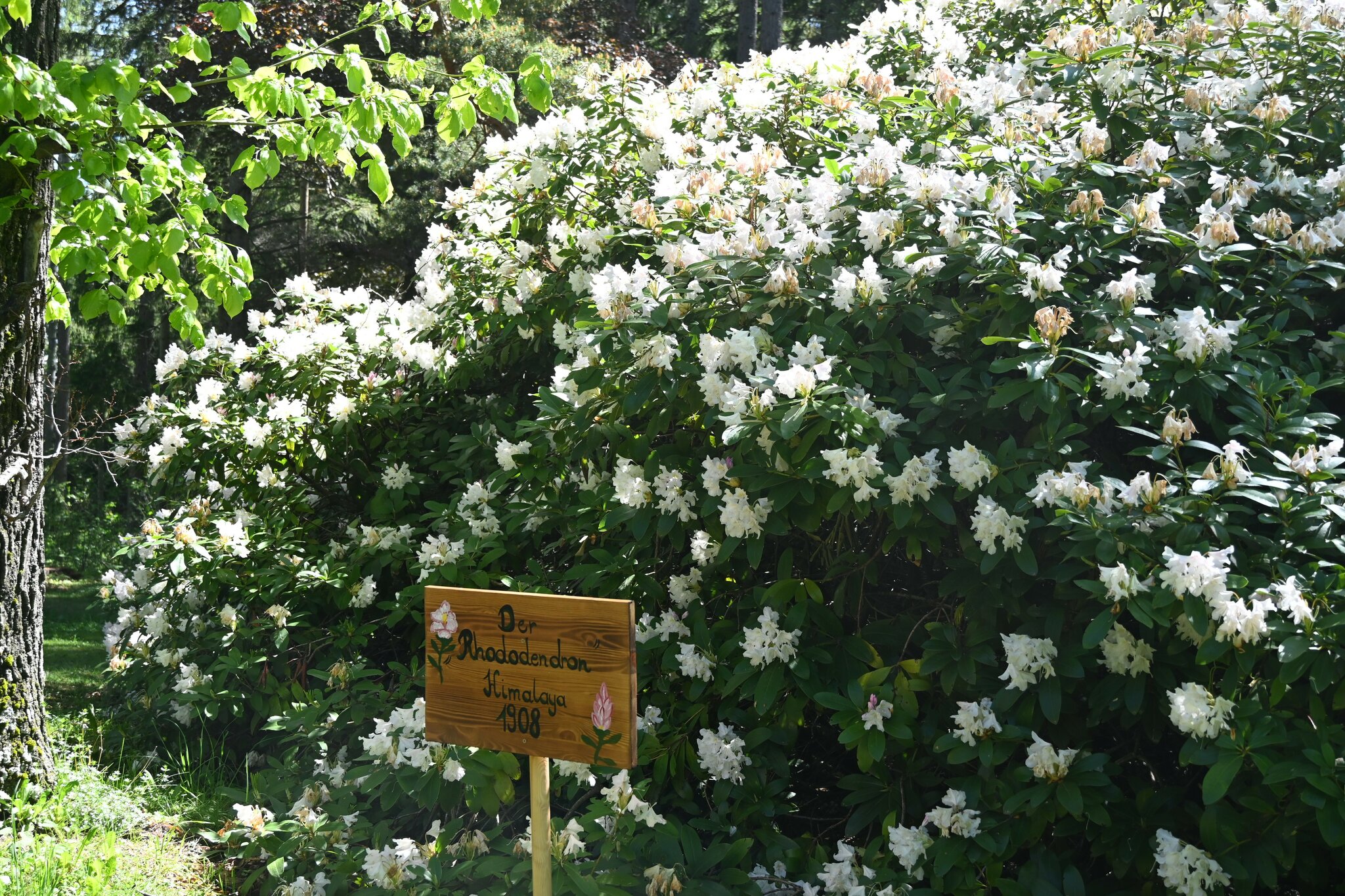 billig thuja Thuja "Smaragd" (80 - 100 cm) im groem Topf Sale%