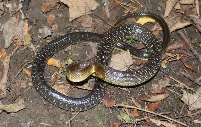 Äskulapnatter, Zamenis longissimus. | Foto: Hans Esterbauer