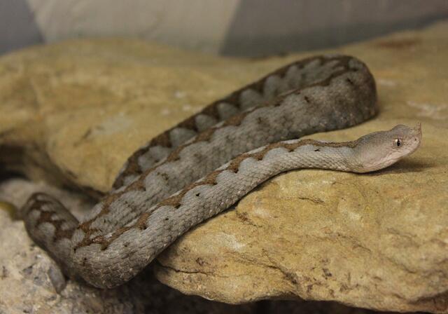 Europäische Hornotter, Vipera ammodytes | Foto: Hans Esterbauer