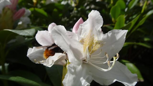 Ich wünsche Euch allen viel Vergnügen! ... | Foto: © Silvia Plischek