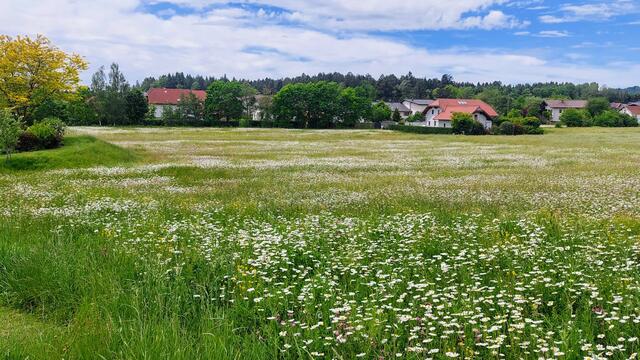 Blumenwiese im Ortszentrum. | Foto: Marktgemeinde Natternbach