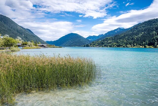 Nicht-heimische Pflanzen werden im Naturpark Weißensee zu einem Problem, hier wird gezeigt, wie man helfen kann! | Foto: Michael Stabentheiner