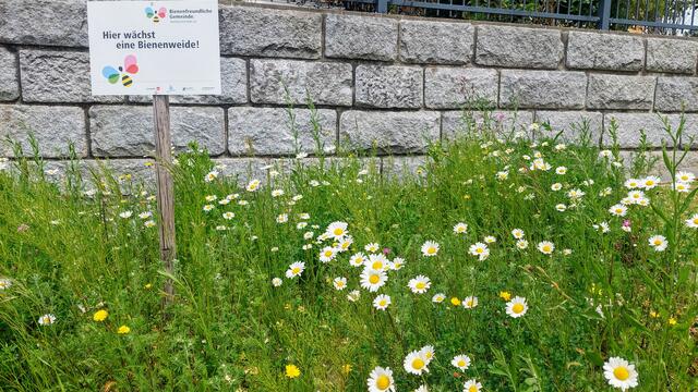 Die Blühfläche direkt am Rand des Marktplatzes soll zur Erhaltung der Summer beitragen. | Foto: Marktgemeinde Natternbach