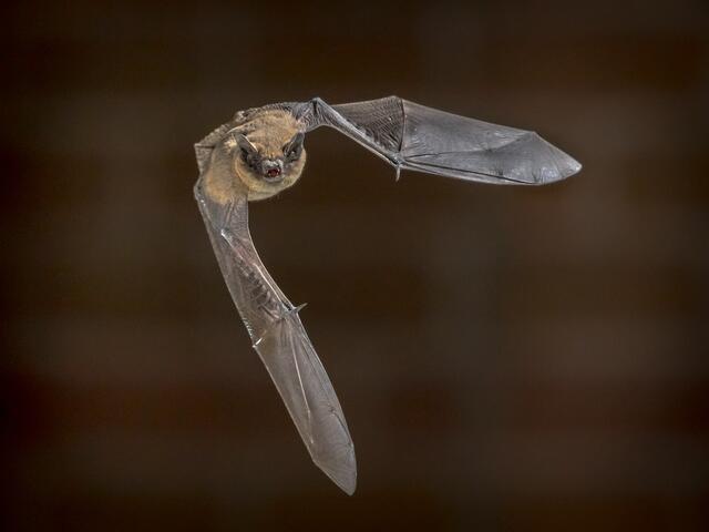 Entdecke mit Taschenlampen und Bat-Detektoren ausgestattet die faszinierende Welt der Fledermäuse. | Foto: Naturpark Weißensee