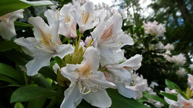 ... den riesigen, inzwischen bereits 116 Jahre alten Himalaya-Rhododendron zu bestaunen. ... | Foto: © Silvia Plischek