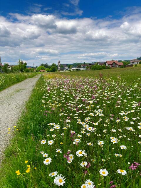 Blühwiese Uferbegleitweg. | Foto: Marktgemeinde Natternbach/H. Berndorfer