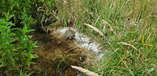 Laut Ines Kosin können wir sehr viel von den Schildkröten lernen.  | Foto: Kosin
