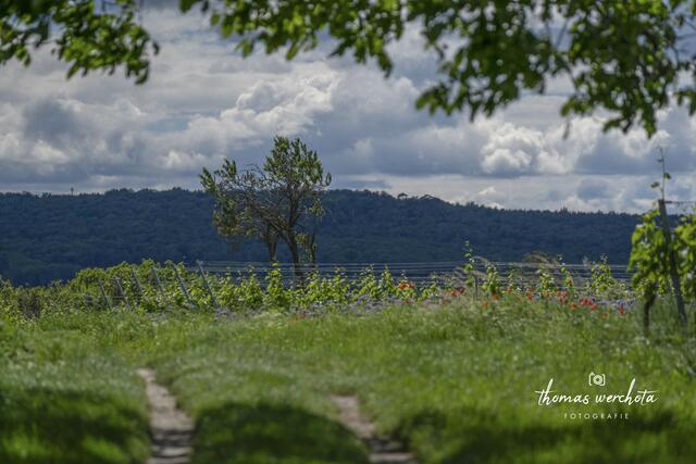 Foto: Thomas Werchota