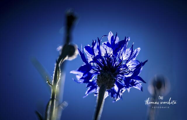 Foto: Thomas Werchota