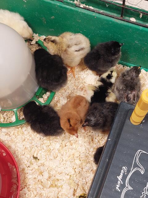 Foto: Gemeinde Oftering