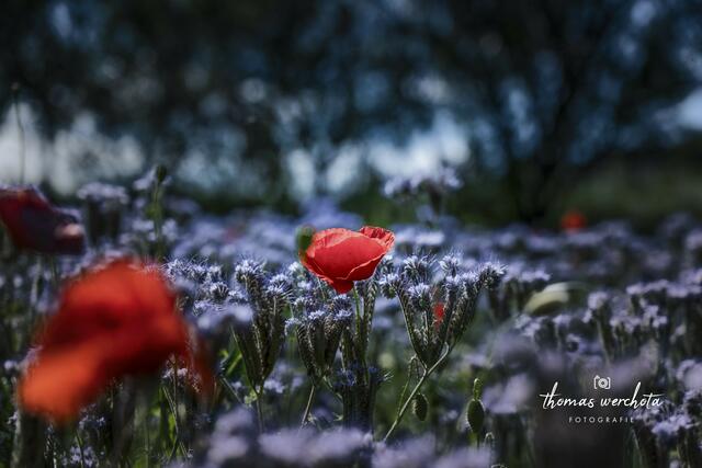 Foto: Thomas Werchota