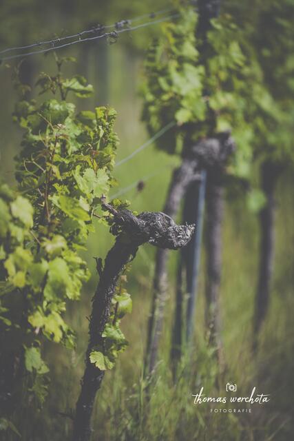 Foto: Thomas Werchota