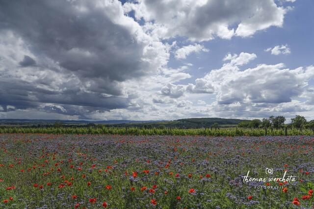 Foto: Thomas Werchota