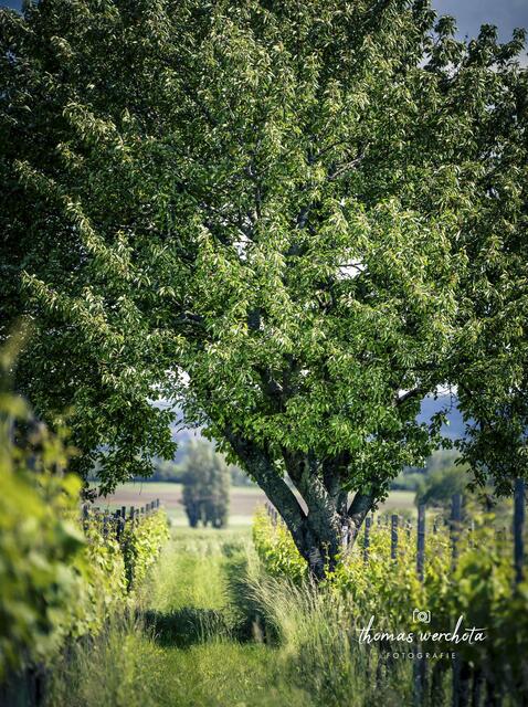 Foto: Thomas Werchota